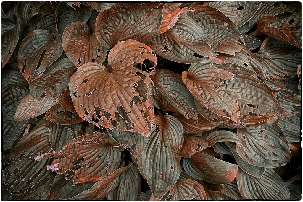 A 6Schleswig Holstein Ostsee 09_2015 KA7_3898 als Smartobjekt-1 Kopie als Smartobjekt-1 Kopie.jpg